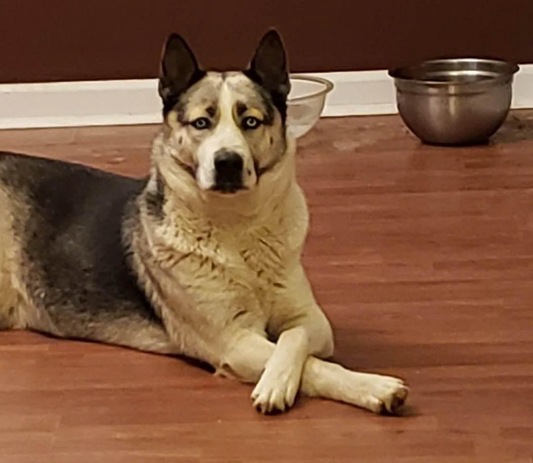 Photograph of A beloved family dog