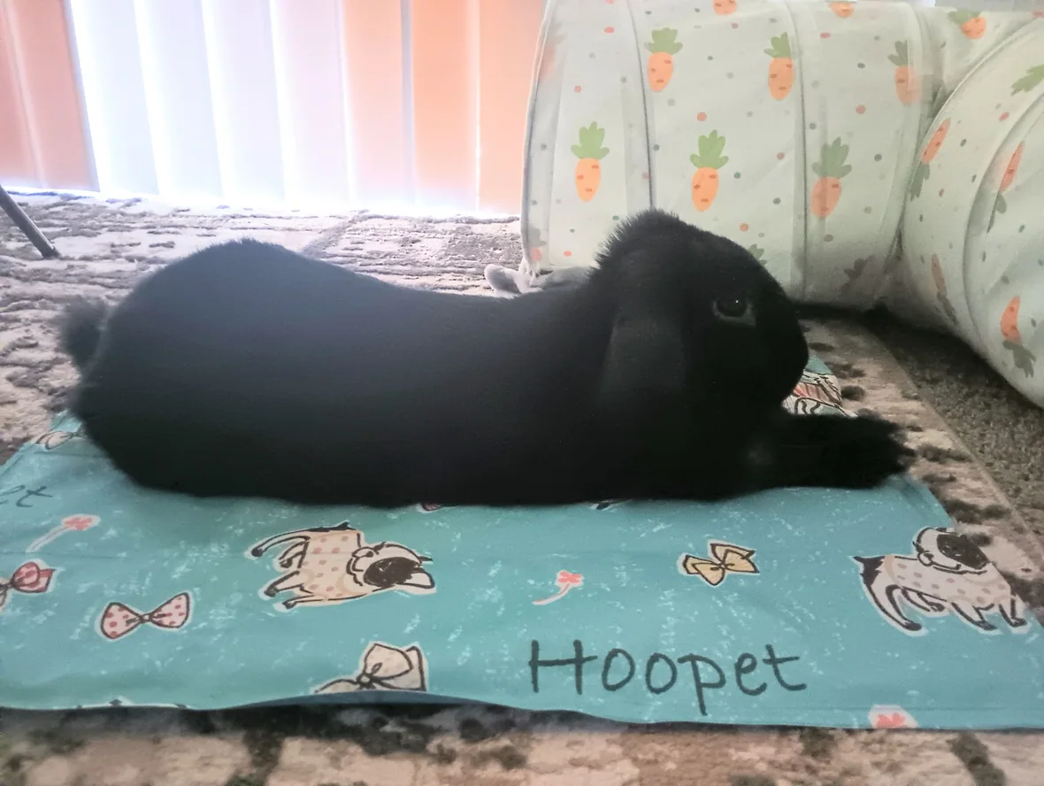 Photograph of Hoopet