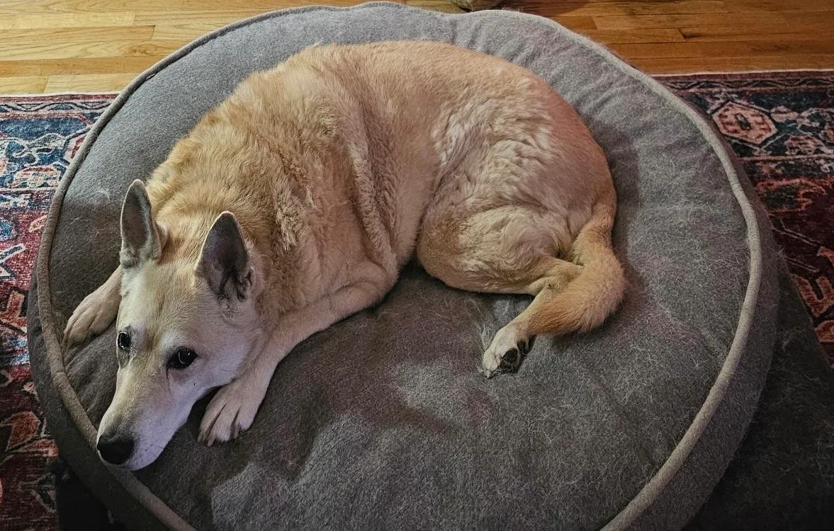 Photo of Lulu on couch